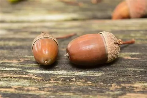 Kunnen honden eikels eten? Feiten & Veiligheidsgids