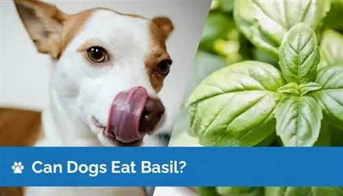 Maaari Bang Kumain ng Basil ang Mga Aso? Nutrition Facts & Safety Guide