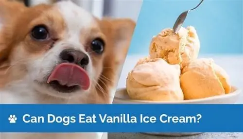 Maaari Bang Kumain ng Vanilla Ice Cream ang Mga Aso? Mga Katotohanan & Gabay sa Kaligtasan