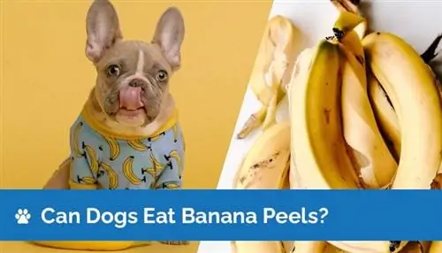 Cachorro pode comer casca de banana? Informação Nutricional & Guia de Segurança