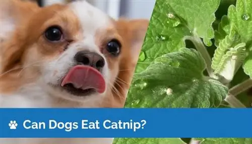 Cov dev tuaj yeem noj Catnip? Nutrition Facts & Safety Guide