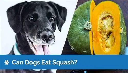 สุนัขกิน Butternut Squash ได้ไหม? ข้อมูลโภชนาการ & คู่มือความปลอดภัย