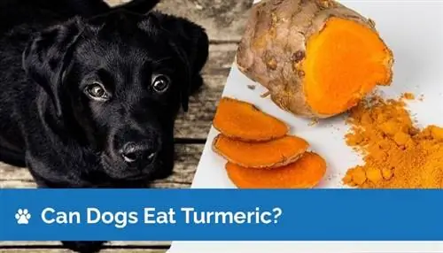 Cachorro pode comer cúrcuma? Informações Nutricionais & FAQ