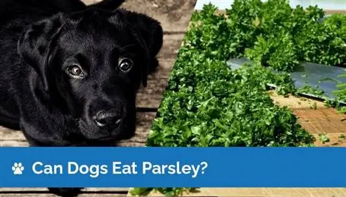 Cov dev tuaj yeem noj Parsley? Nutrition Facts & Safety Guide