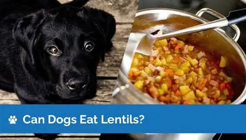 Kunnen honden linzen eten? Voedingsfeiten & Veiligheidsgids