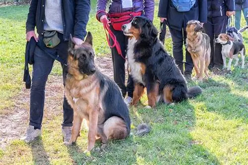 chiens avec propriétaires au cours de dressage de chiens