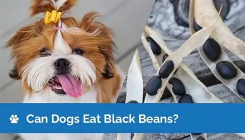 Bisakah Anjing Makan Kacang Hitam? Fakta Gizi & Panduan Keamanan