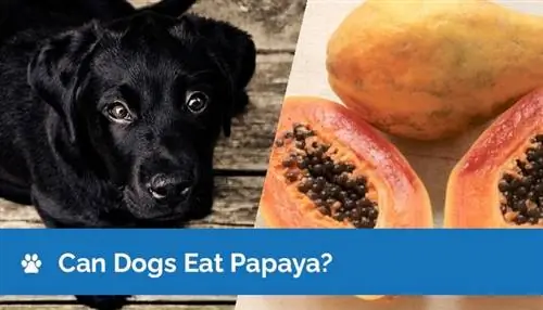 Kan hunde spise papaya? Ernæringsfakta & Sikkerhedsvejledning