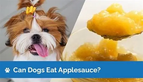 Kunnen honden appelmoes eten? Voedingsfeiten & Veiligheidsgids