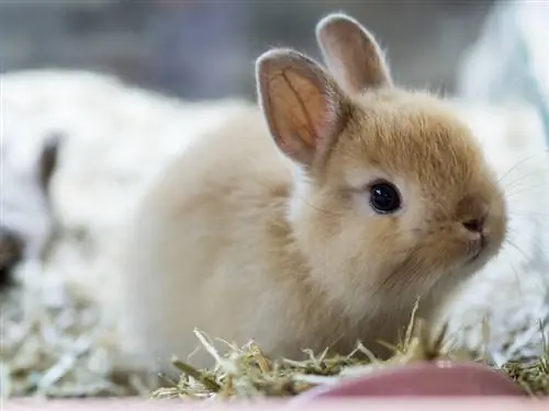 Close up de lapin nain néerlandais