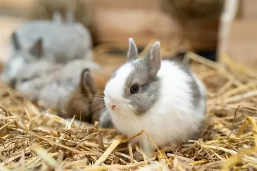 lapins nains hollandais