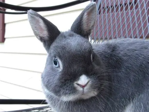 close up ng netherland dwarf rabbit