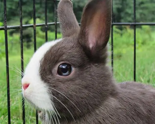 netherland dwarf rabbit sa isang hawla