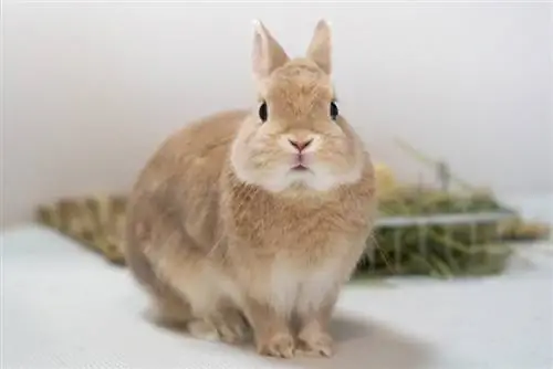 netherland dwarf rabbit nakaupo sa loob ng bahay