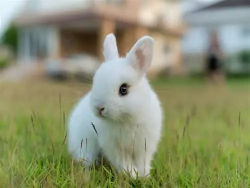 Magkano ang Halaga ng Netherland Dwarf Rabbits? Gabay sa Presyo ng 2023