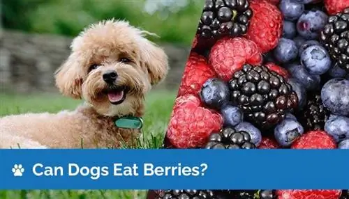 Maaari Bang Kumain ng Berries ang Mga Aso? Nutrition Facts & Safety Guide