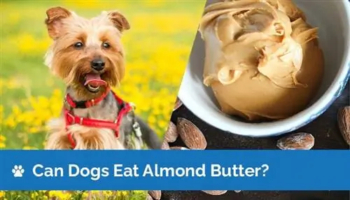 ¿Pueden los perros comer mantequilla de almendras? Información nutricional & Guía de seguridad