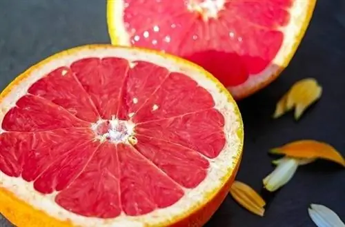 Maaari bang Kumain ng Grapefruit ang Mga Aso