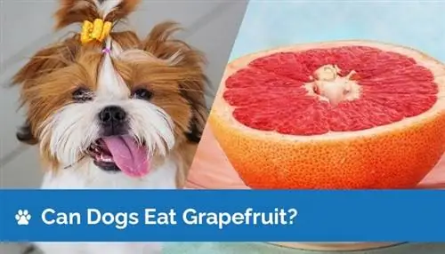 Môžu psy jesť grapefruit? Výživové fakty & Bezpečnostná príručka