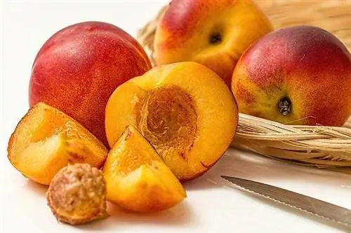 Maaari bang Kumain ng Nectarine ang Mga Aso