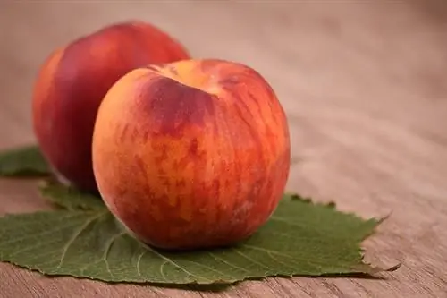 Os cães podem comer nectarinas