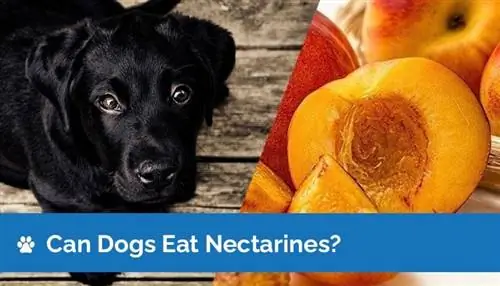 Kan honde nektariens eet? Voedingsfeite & Veiligheidsgids