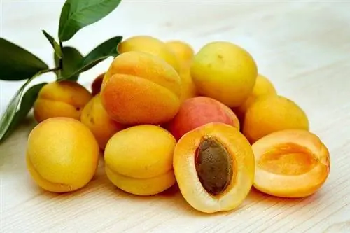 Cov dev tuaj yeem noj apricots