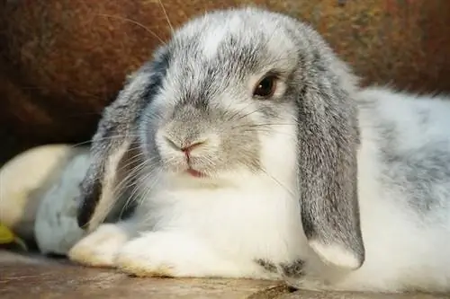 Holland Lop