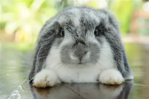 holland lop ξαπλωμένη στο πάτωμα