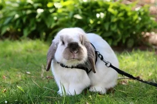 holland lop bunny в недоуздок с поводком