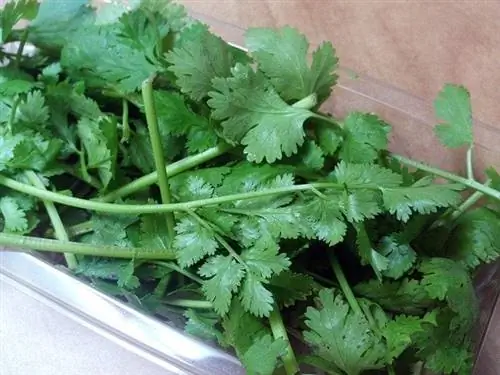 Mogu li psi jesti cilantro?