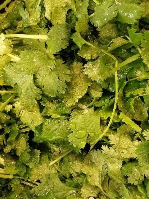 Maaari bang kumain ng Cilantro ang mga Aso?