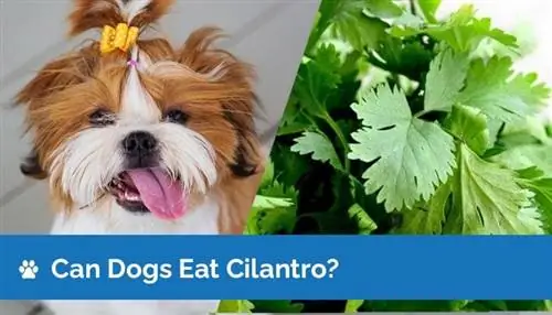 Mogu li psi jesti cilantro? Nutricione činjenice & Sigurnosni vodič