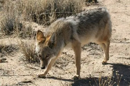 cayote caminando en la naturaleza