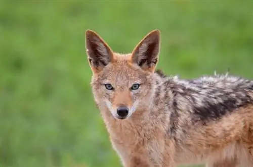 Adakah Hibrid Anjing Jackal Wujud? Jawapan Menarik