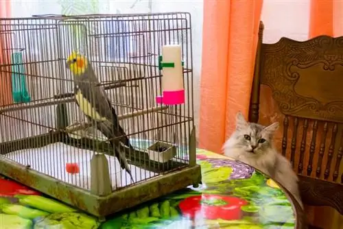 burung dalam sangkar dan kucing