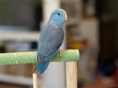 Parrotlet Turquoise