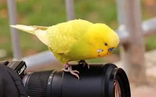 Burung peliharaan kuning pada kamera