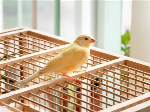 burung kenari di atas sangkar