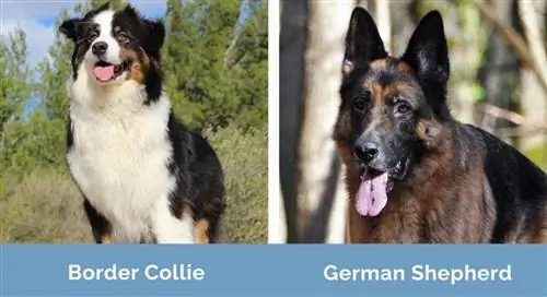 Border Collie und Deutscher Schäferhund nebeneinander