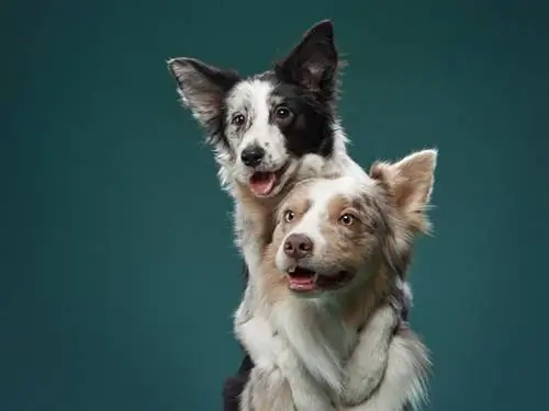 Zwei Border Collies umarmen sich im Studio