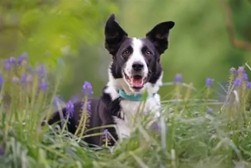 isang itim at puting maikling buhok na Border Collie na aso sa labas