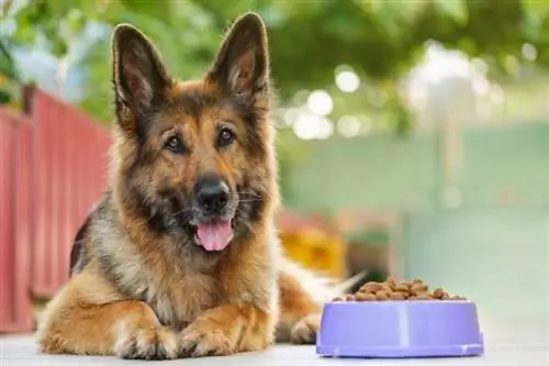 German shepherd na nakahiga malapit sa mangkok ng pagkain