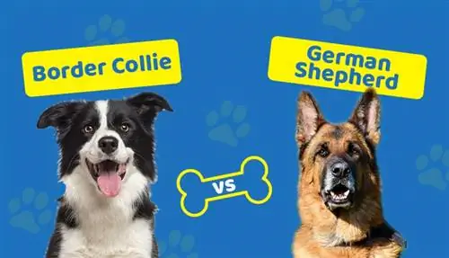 Border Collie lwn German Shepherd: Mana Yang Sesuai untuk Saya? (Dengan Gambar0