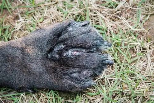 Por que a pata do meu cachorro está inchada? 7 razões revisadas pelo veterinário