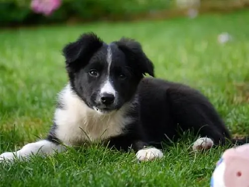 anak anjing border collie