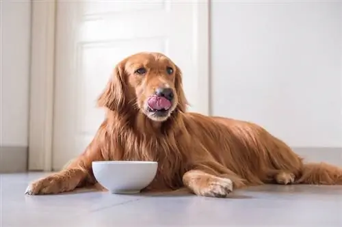 Golden Retriever eating_chendongshan_shutterstock