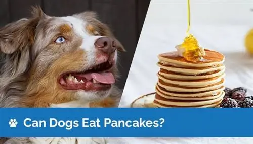 Cov dev puas noj pancakes? Pancakes puas nyab xeeb rau dev?