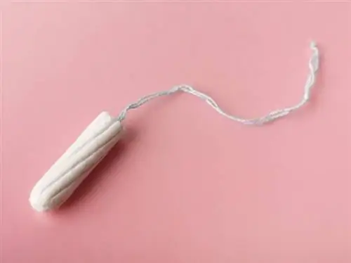 Kuv Aub Noj Tampon! Ntawm no yog Yuav Ua Li Cas (Vet Answer)