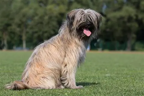 Pyrenean-Shepherd_Shutterstock_Lisjatina